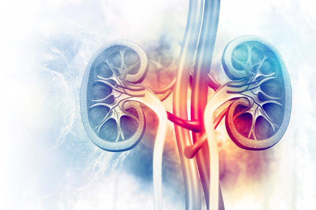 kidney-illustration